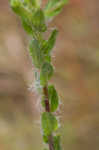 Soft goldenaster